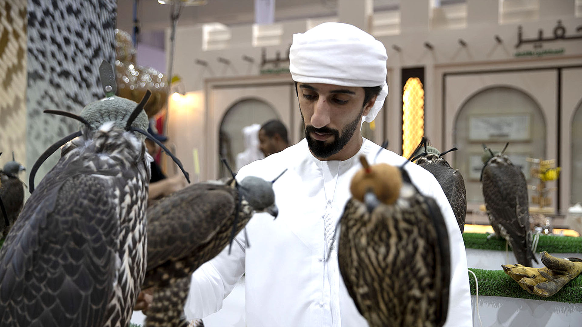 Falcons: What we know about Qatar's national bird