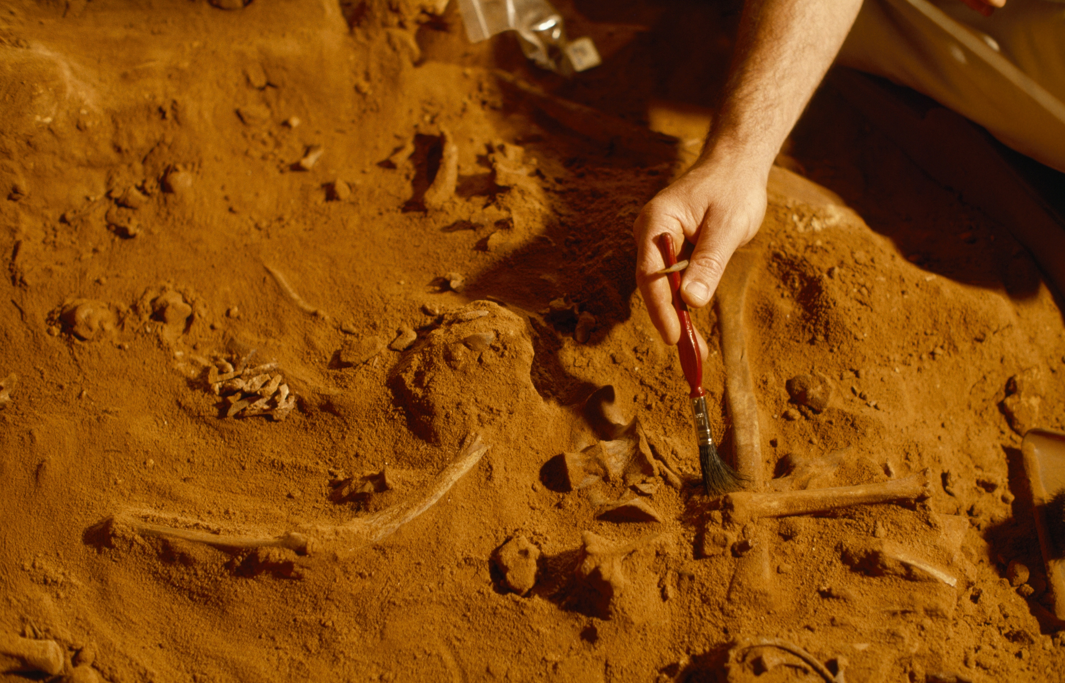 Археологические раскопки в России. Окаменелости с золотом. Археологи нашли бронзовый меч. Немецкие археологи