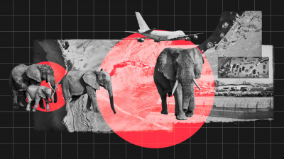 investigations-Namibia-elephants-header