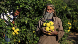 Palestinian farmers work pick citrus fruits from trees during the citrus harvest season in Khan Yunis in the southern Gaza Strip, on November 7, 2022.