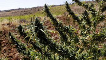 Cannabis field Lebanon -- AFP