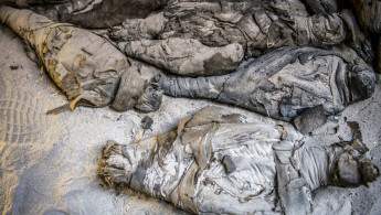 mummified animals  egypt -- AFP