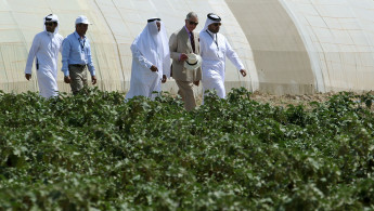 Qatar farm [AFP]