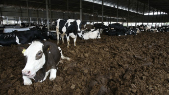 Cows at Jebrini dairy farm - AFP