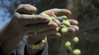 Gaza olives AFP