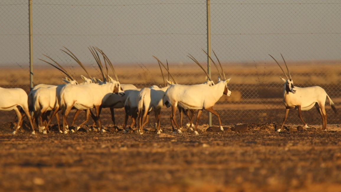 Arabian gazelles in front of a fence