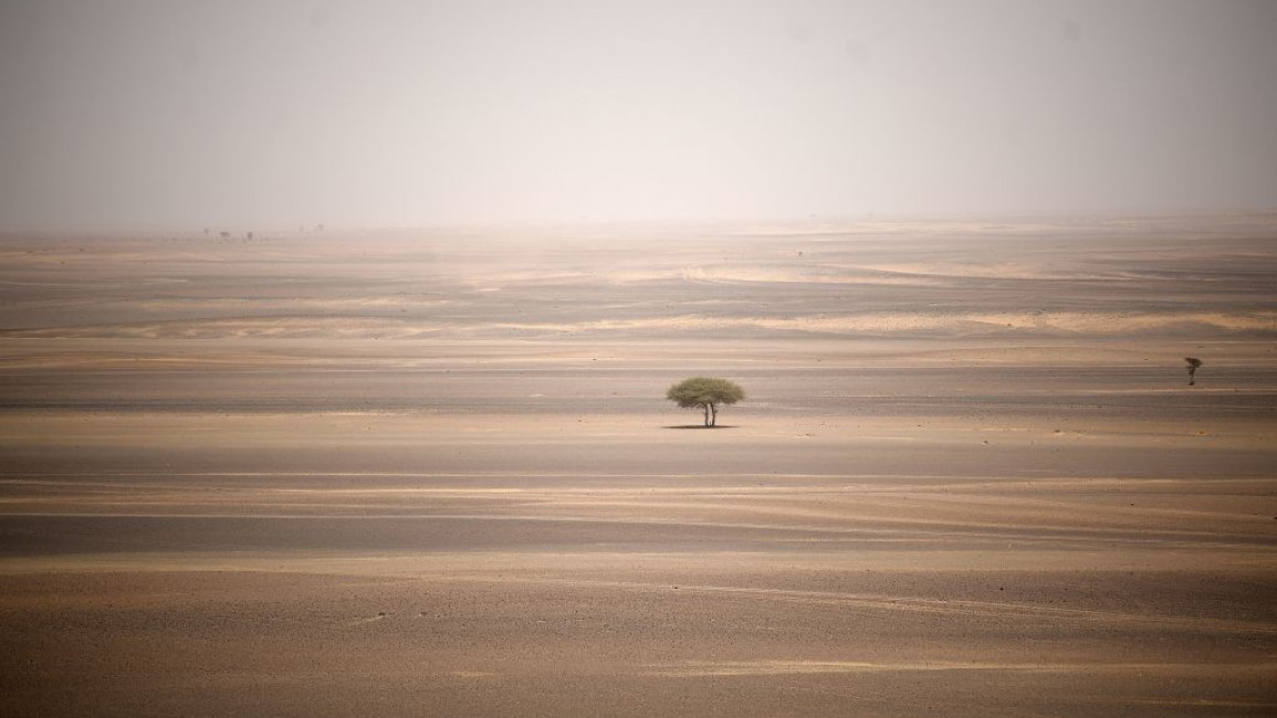 Sahara oasis