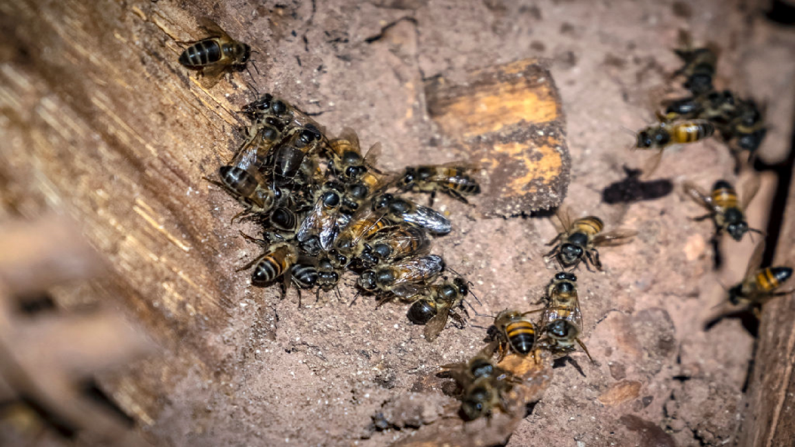 Bees dying in Morocco