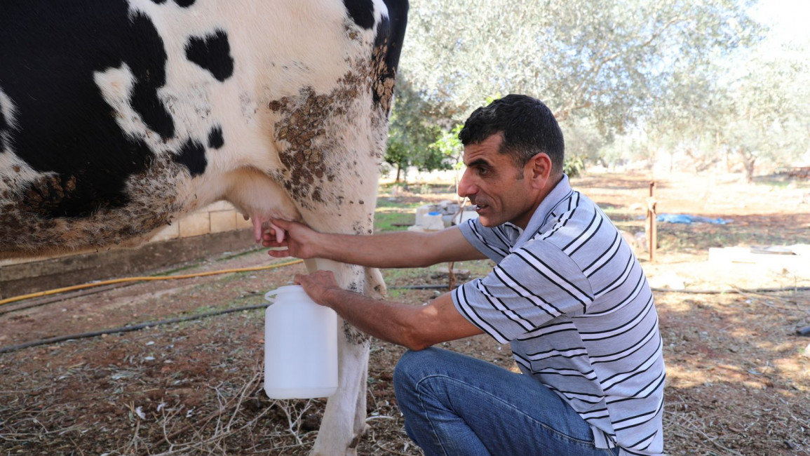 A man milks a cow in the Lebanese border town of Dahayrah, after its owners had fled the town due to fear of Israeli shelling. [William Christou - TNA]