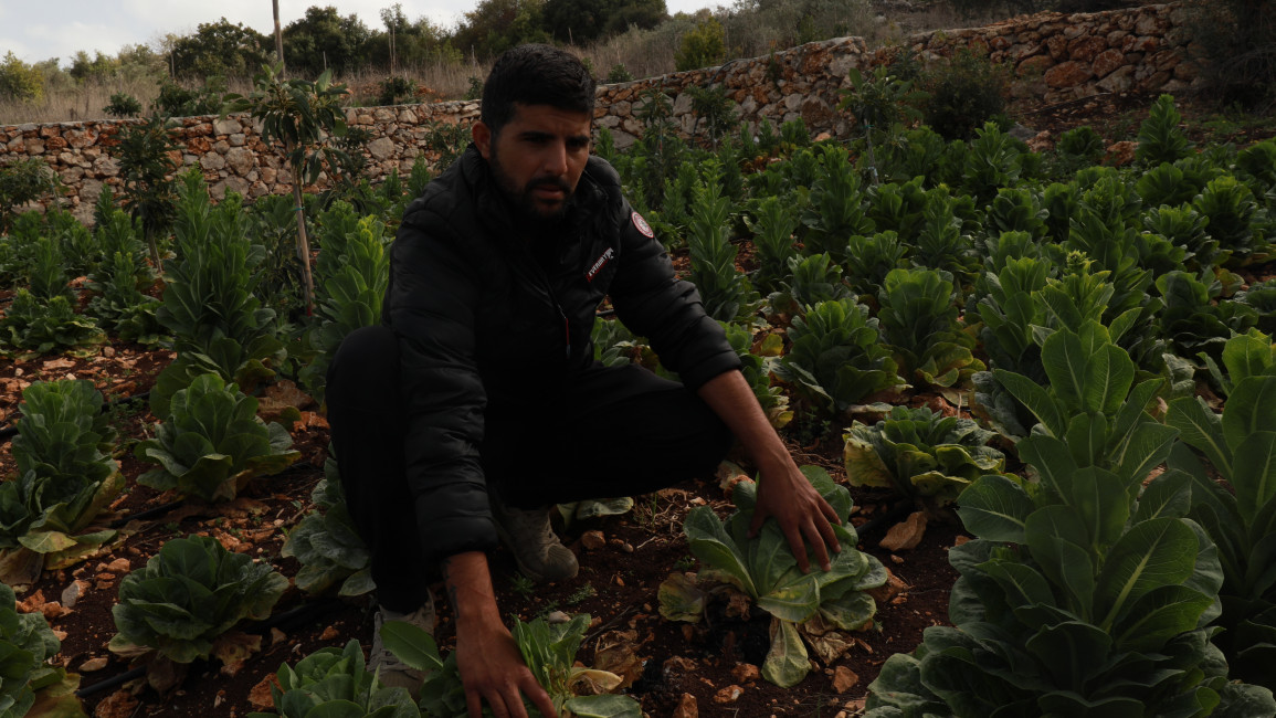 Uday Abu Sari shows crops affected by White Phosphorus after Israel launched the chemical munition at his farm in the Lebanese border town of Dahayrah on 16 October. [William Christou - TNA].