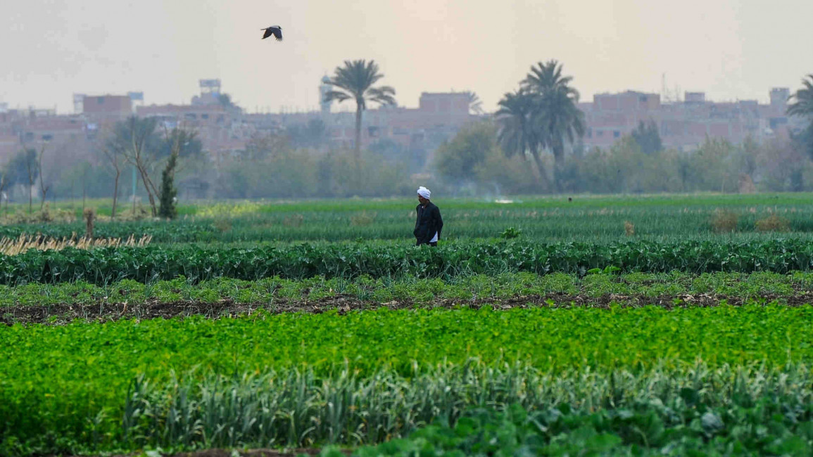 A farmer in Giza, Egypt