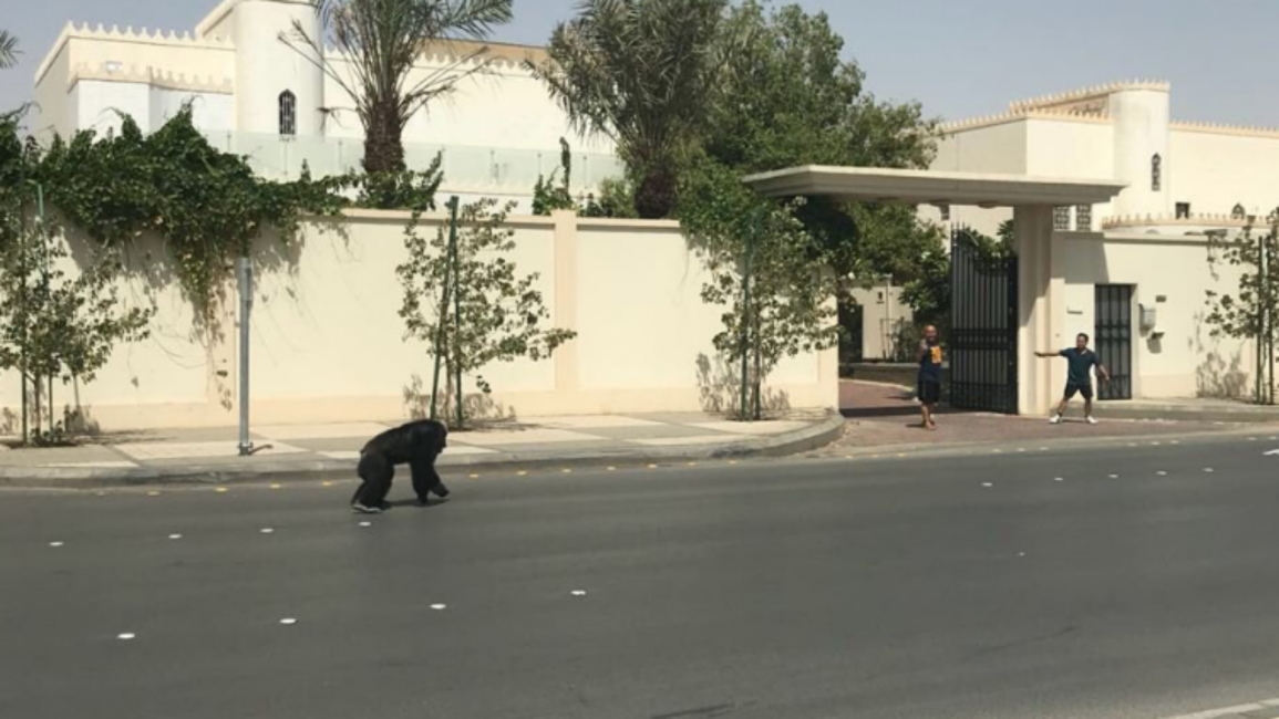 Saudi_Chimp