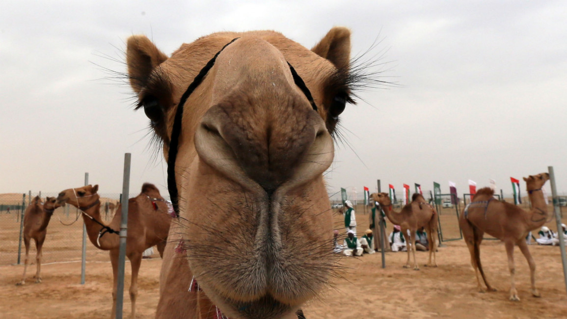 camel UAE