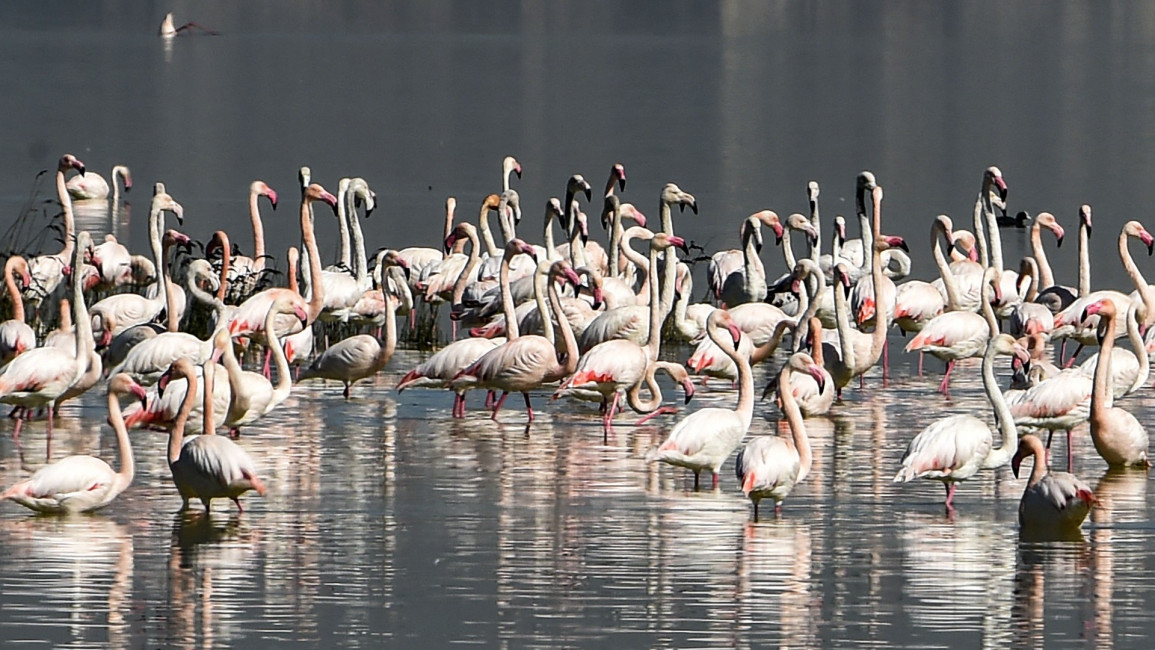 Flamingoes Tunisia - getty