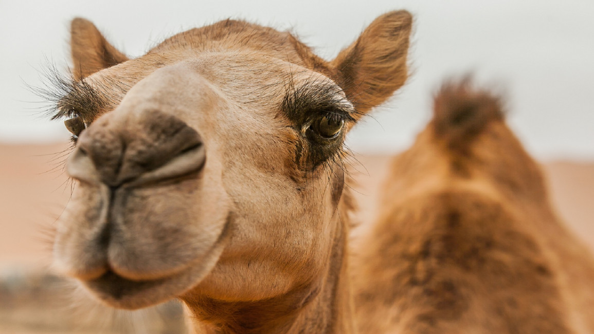 Camel contest in UAE
