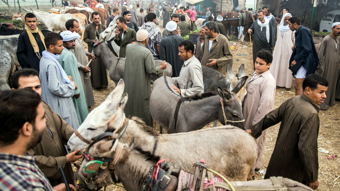 Donkey market