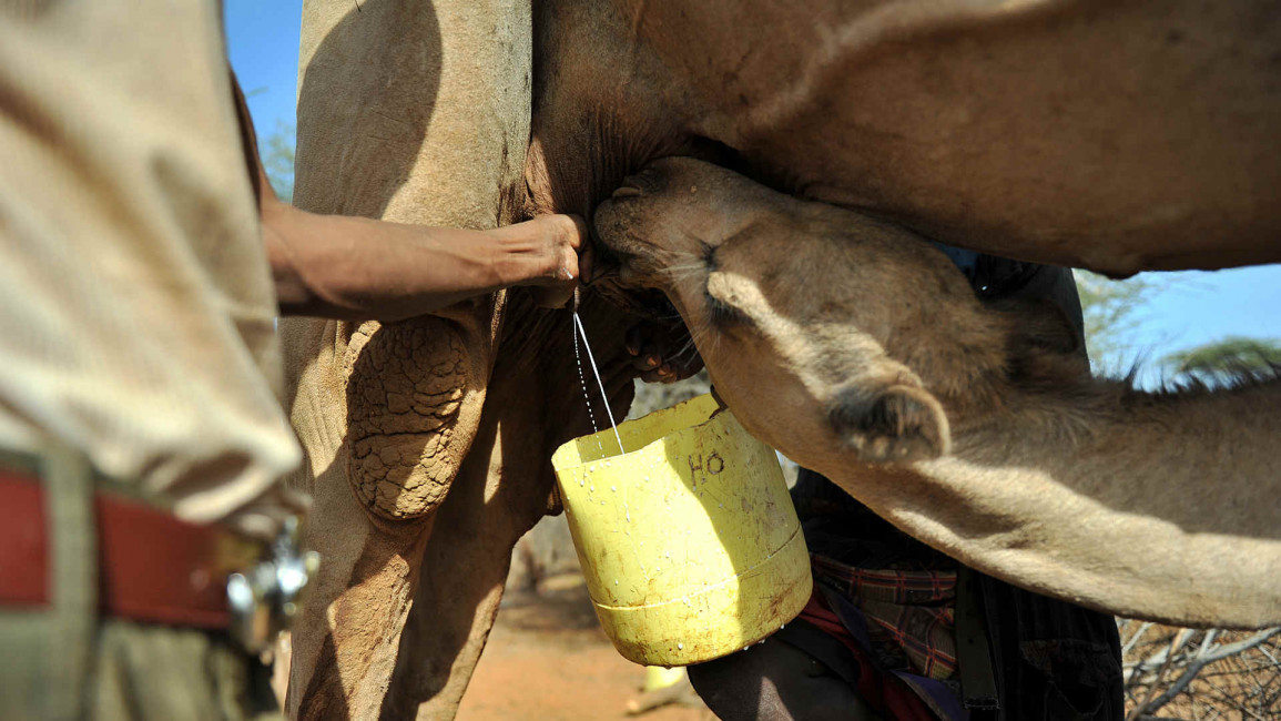 Camel milk - Getty & Camelicious