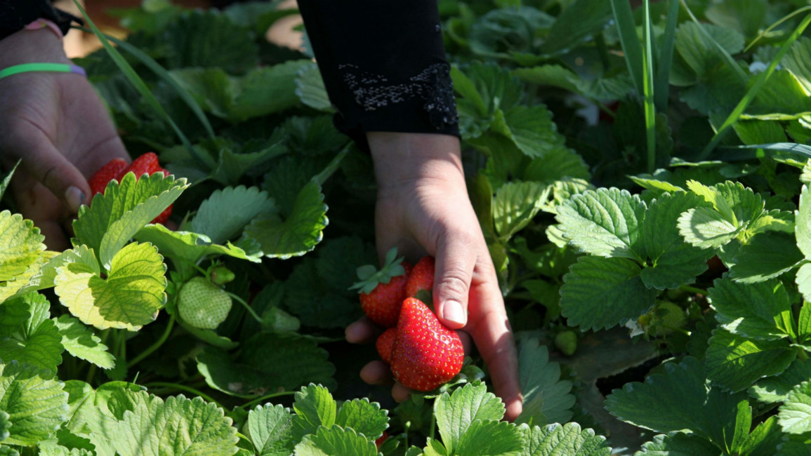 Strawberries Palestine
