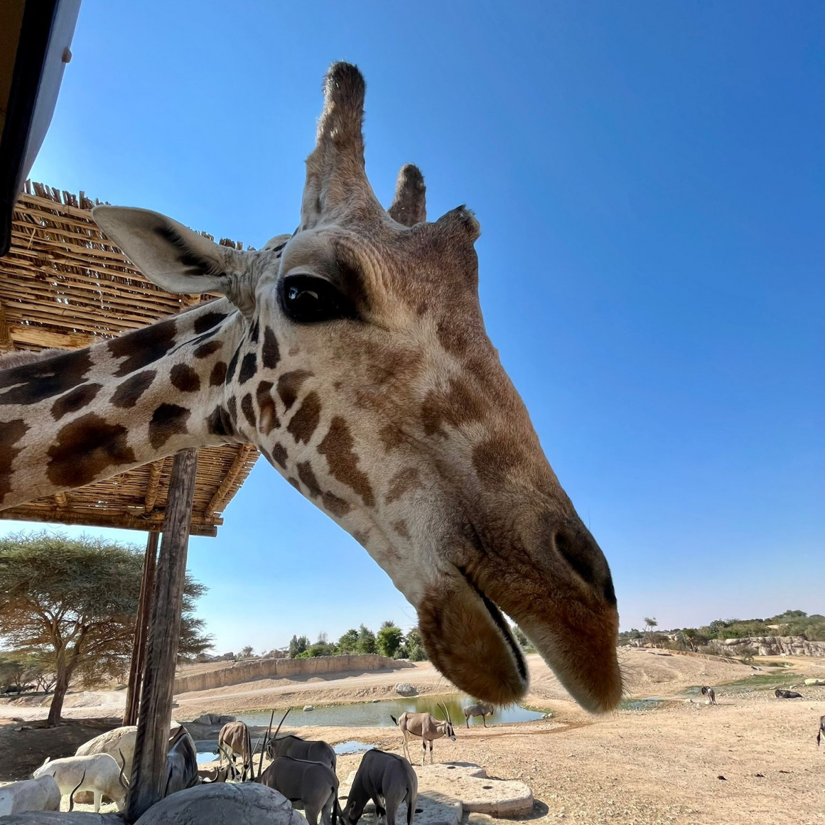 As part of the Al Ain Safari experience, visitors are given carrots to feed to giraffes. [TNA]
