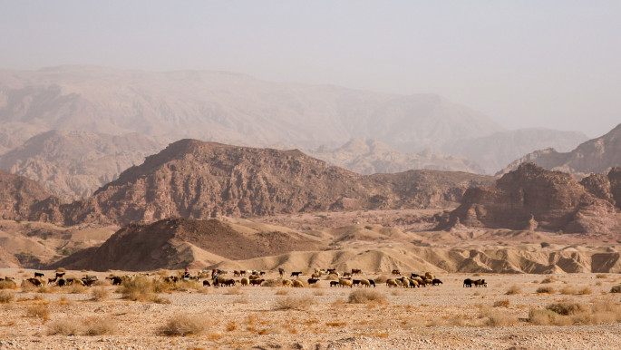 A herd of sheep and goats graze in the desert south of the Dead Sea, Dana Protected Reserve [photo credit: Philippe Pernot]