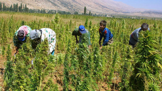Lebanon has cultivated cannabis for at least 100 years. [AFP]