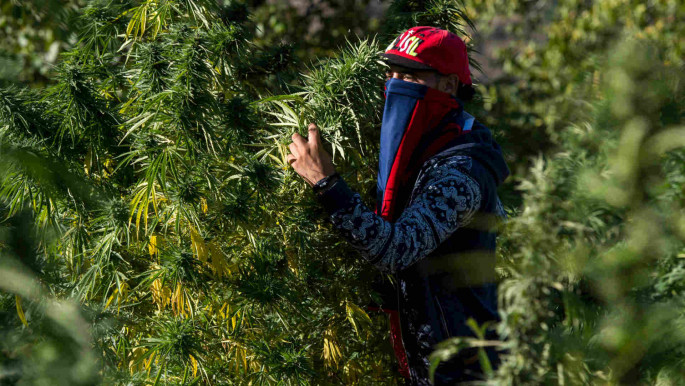 Cannabis cultivation provides an income for 90,000 households in northern Morocco. [AFP]
