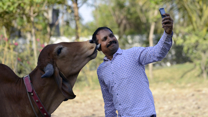 Cow Selfie