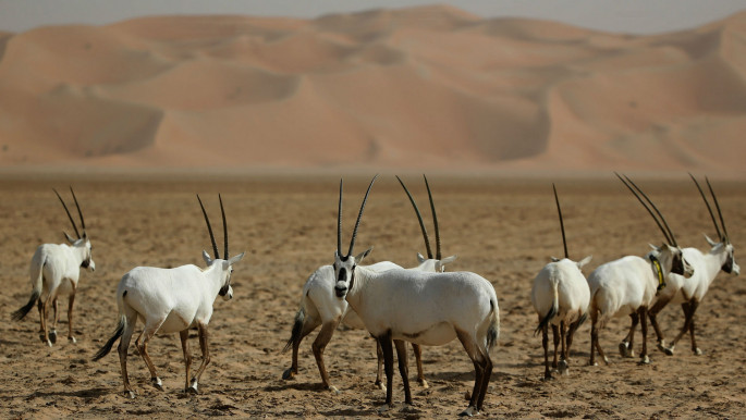 Born to be wild: the Arabian oryx's sad demise